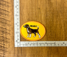 Beagle